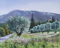 Oliviers et Ventoux