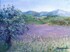 Provence